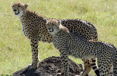 gepard-junge-tansania image