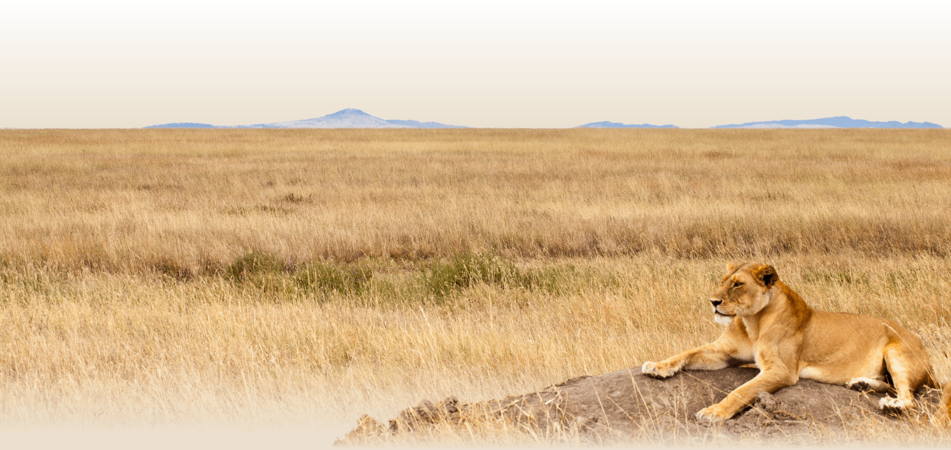 slider image slider image